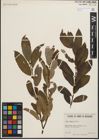 Foto von Salix humilis Marshall